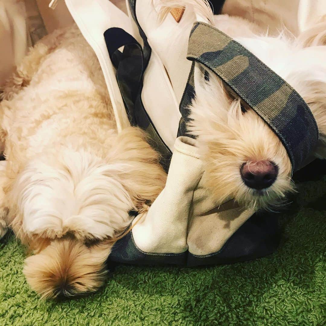 北山陽一のインスタグラム：「リラックスしすぎ。#きたやまおかき #きたやまおもち」