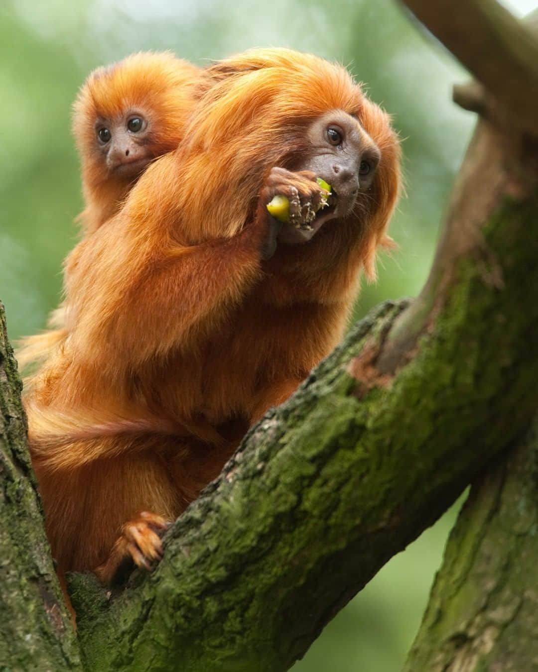 Discoveryさんのインスタグラム写真 - (DiscoveryInstagram)「Resembling a lion but weighing less than a pound, golden lion tamarins are among the rarest animals in the world. Native to the tropical rainforests of Brazil, about 90% of their original habitat has been lost by deforestation and climate change. Rainforests are home to countless species, help regulate Earth’s climate, and provide us with important medicines. #WorldRainforestDay . Can you take one action to help the rainforests? . #goldenliontamarin #endangeredspecies #rainforest #brazil #discover_earth #wildlifephotography #naturelovers #rarebeauty #animallovers #earthfocus #babyannouncements #goldenmarmoset #monkeys」6月23日 1時09分 - discovery