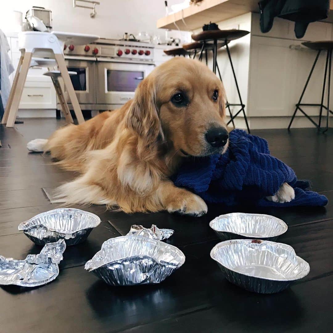 Buddy Boo Blueのインスタグラム：「That time when we came home to 6 mini sour cherry pies that had disappeared off our counter and coincidentally 6 cleaned out empty pie tins scattered throughout the house, and Bluebeary mysteriously developed a sudden medical condition where he couldn’t look at me in the eye.」