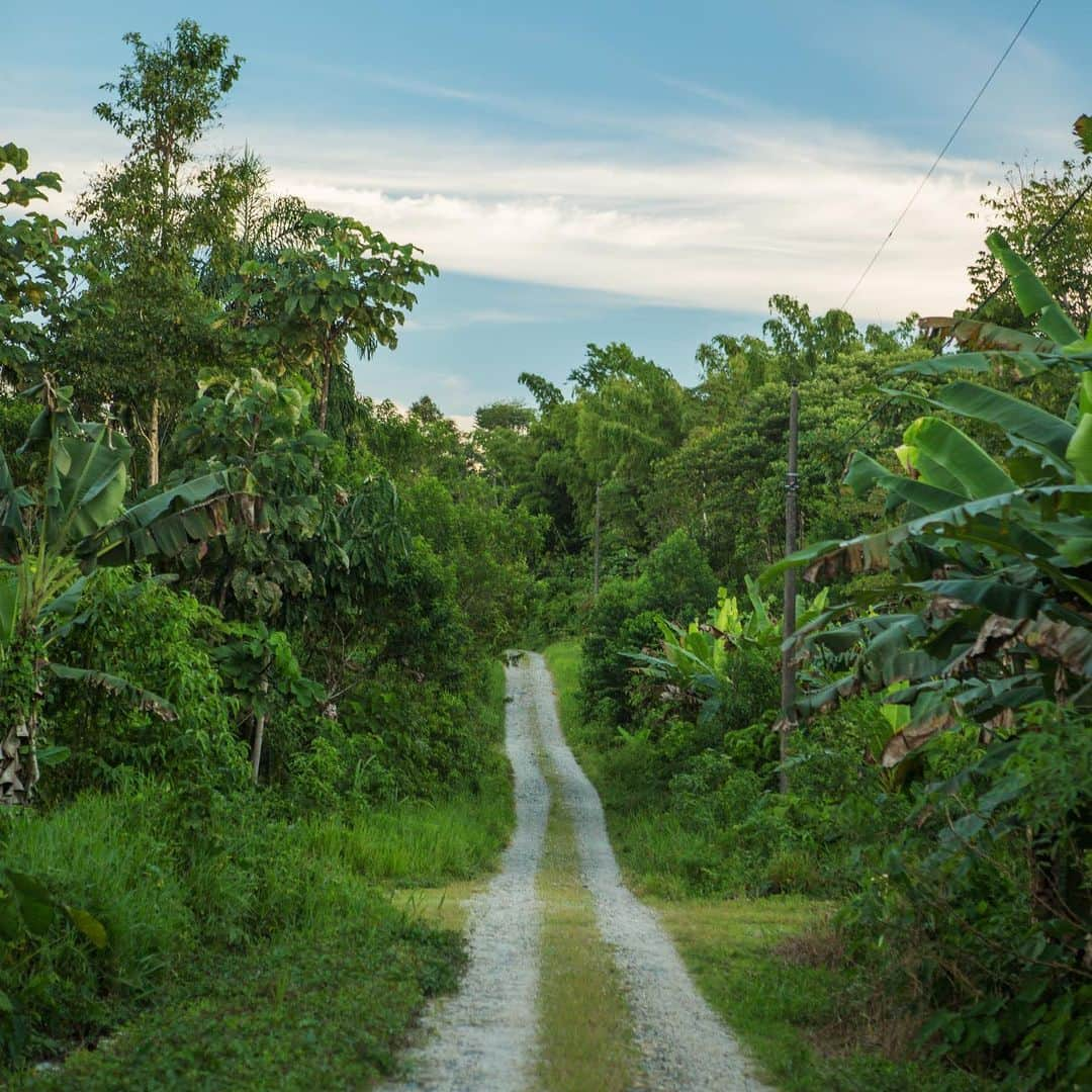 National Geographic Travelさんのインスタグラム写真 - (National Geographic TravelInstagram)「Photos by @hellokrisdavidson | Chocolate begins here with this road leading to Flor del Bosque, an Amazonian farming community in the Ecuadorian jungle. It was an incredible honor to photograph this story a few years back, with a specific focus on farmer-owned cacao harvesting, the first step in chocolate production. I tasted so much delicious chocolate along the way, but my favorite part was getting to know the people behind the deliciousness, including a shaman in the remote village of Rio Arajuno who graciously showed me other wondrous plants in the jungle and how they are used as medicine.  Cacao harvesting is hard work, from hiking up and down muddy trails to tend to the cacao trees year-round, and after the twice-annual harvest, to finally transporting the precious beans via canoe down the Napo River into larger towns for fermenting. I’ll never look at a chocolate bar the same way again, and I always buy single-origin chocolate now (it tends to be a good way to support these farmers). Pictured in the series: Flor del Bosque is one of the communities working with Asociacíon Tsatsayaku, Pacari cacao educational center in Santa Rita, and Santa Barbara, a remote cacao-harvesting community along Rio Arajuno working with the Kallari cooperative. #chocolate #Ecuador #Amazon」6月23日 1時15分 - natgeotravel