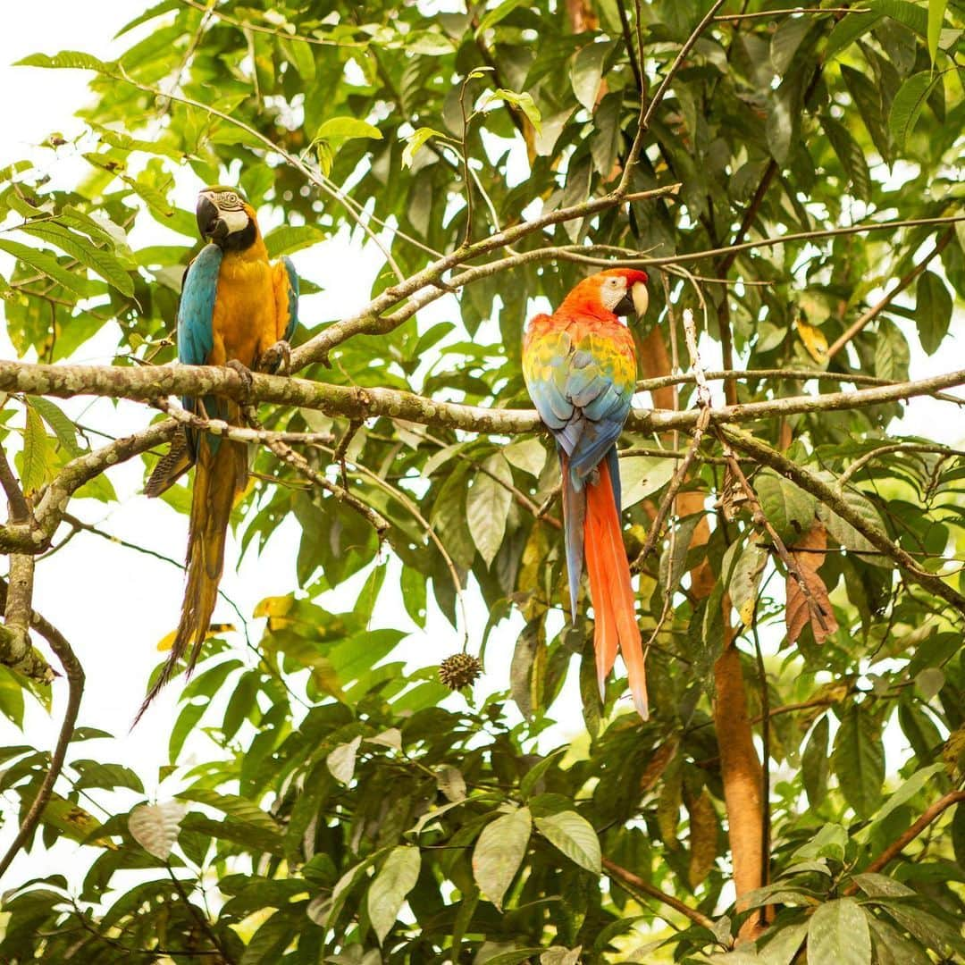 National Geographic Travelさんのインスタグラム写真 - (National Geographic TravelInstagram)「Photos by @hellokrisdavidson | Chocolate begins here with this road leading to Flor del Bosque, an Amazonian farming community in the Ecuadorian jungle. It was an incredible honor to photograph this story a few years back, with a specific focus on farmer-owned cacao harvesting, the first step in chocolate production. I tasted so much delicious chocolate along the way, but my favorite part was getting to know the people behind the deliciousness, including a shaman in the remote village of Rio Arajuno who graciously showed me other wondrous plants in the jungle and how they are used as medicine.  Cacao harvesting is hard work, from hiking up and down muddy trails to tend to the cacao trees year-round, and after the twice-annual harvest, to finally transporting the precious beans via canoe down the Napo River into larger towns for fermenting. I’ll never look at a chocolate bar the same way again, and I always buy single-origin chocolate now (it tends to be a good way to support these farmers). Pictured in the series: Flor del Bosque is one of the communities working with Asociacíon Tsatsayaku, Pacari cacao educational center in Santa Rita, and Santa Barbara, a remote cacao-harvesting community along Rio Arajuno working with the Kallari cooperative. #chocolate #Ecuador #Amazon」6月23日 1時15分 - natgeotravel