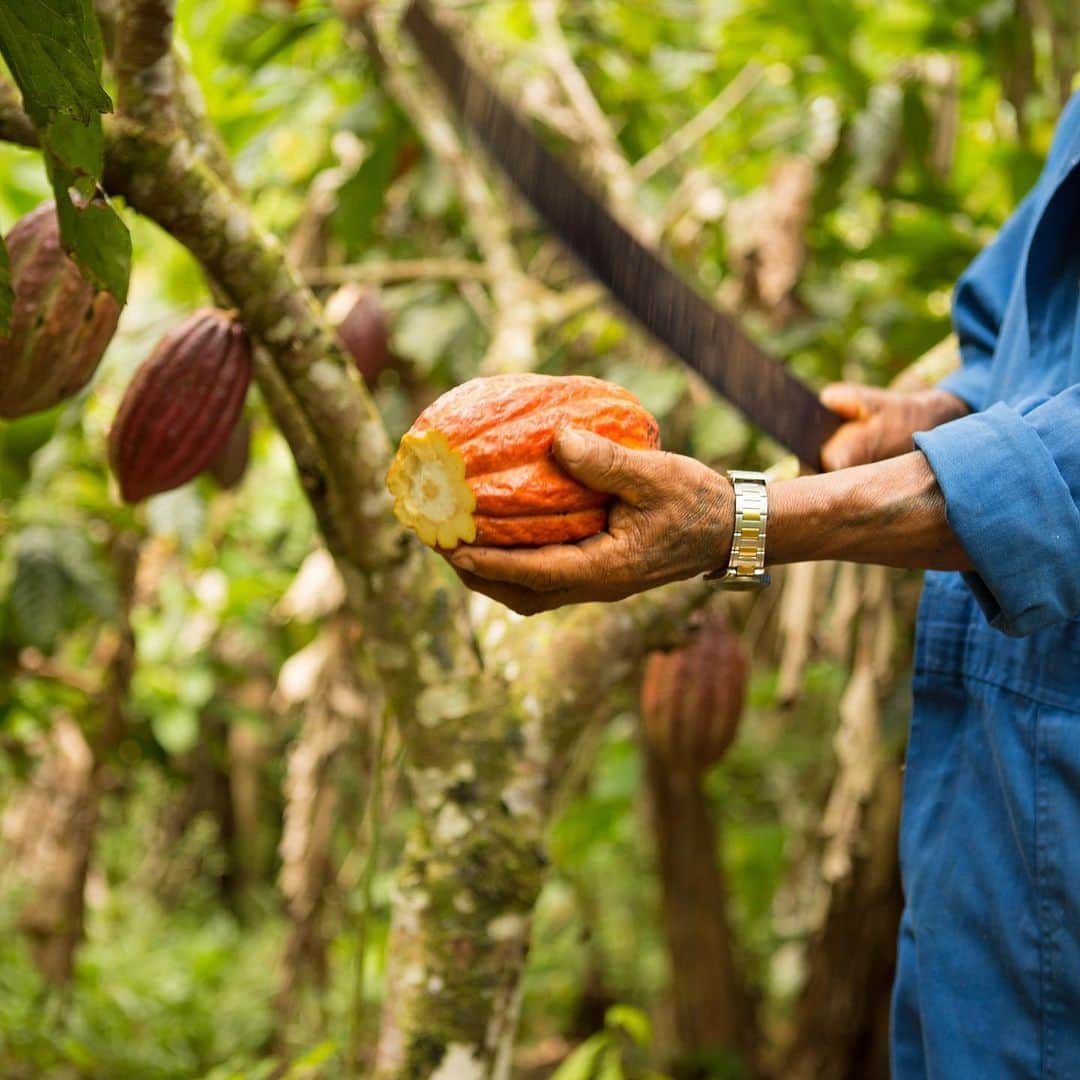 National Geographic Travelさんのインスタグラム写真 - (National Geographic TravelInstagram)「Photos by @hellokrisdavidson | Chocolate begins here with this road leading to Flor del Bosque, an Amazonian farming community in the Ecuadorian jungle. It was an incredible honor to photograph this story a few years back, with a specific focus on farmer-owned cacao harvesting, the first step in chocolate production. I tasted so much delicious chocolate along the way, but my favorite part was getting to know the people behind the deliciousness, including a shaman in the remote village of Rio Arajuno who graciously showed me other wondrous plants in the jungle and how they are used as medicine.  Cacao harvesting is hard work, from hiking up and down muddy trails to tend to the cacao trees year-round, and after the twice-annual harvest, to finally transporting the precious beans via canoe down the Napo River into larger towns for fermenting. I’ll never look at a chocolate bar the same way again, and I always buy single-origin chocolate now (it tends to be a good way to support these farmers). Pictured in the series: Flor del Bosque is one of the communities working with Asociacíon Tsatsayaku, Pacari cacao educational center in Santa Rita, and Santa Barbara, a remote cacao-harvesting community along Rio Arajuno working with the Kallari cooperative. #chocolate #Ecuador #Amazon」6月23日 1時15分 - natgeotravel