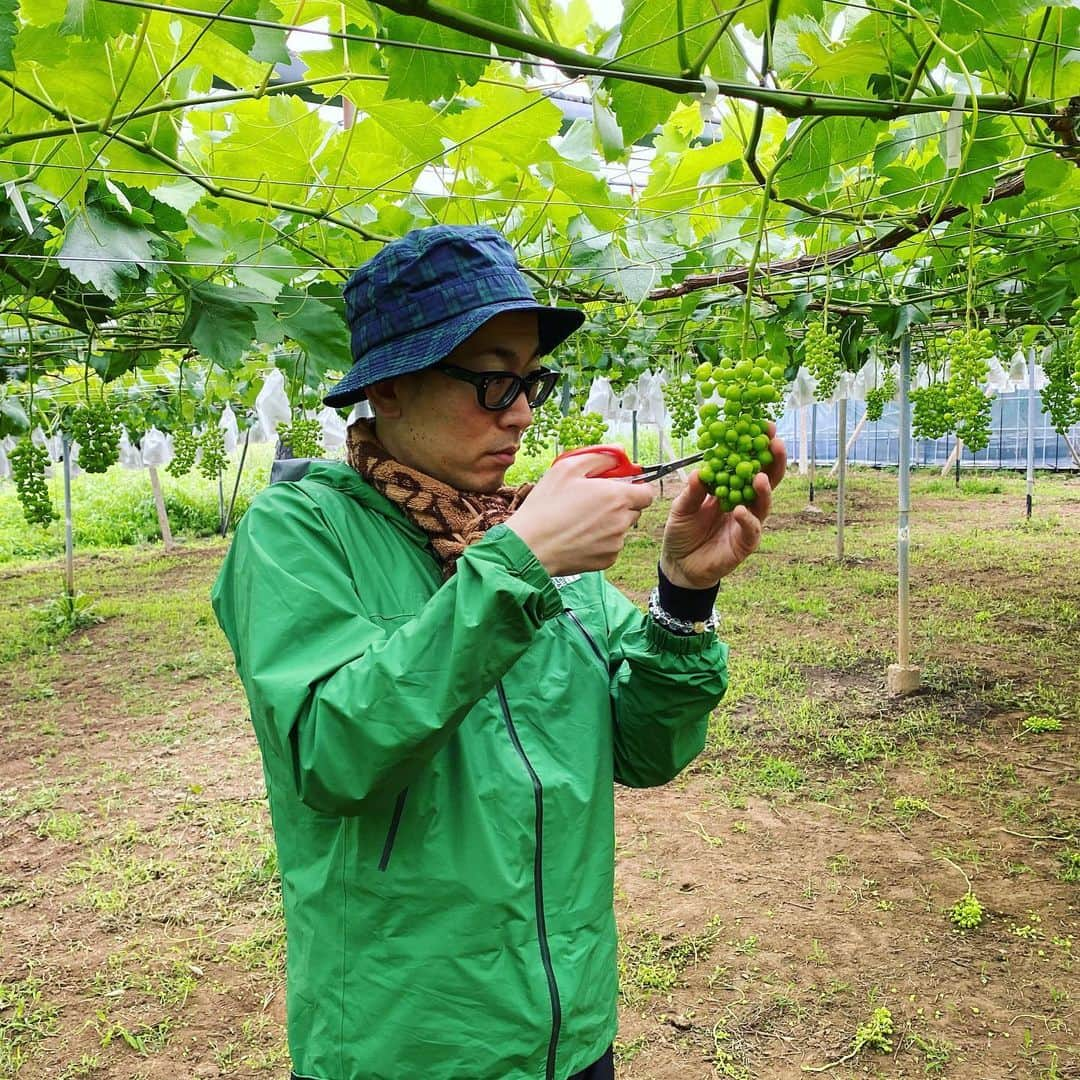 ひぐち君さんのインスタグラム写真 - (ひぐち君Instagram)「3ヶ月ぶりに葡萄畑へ🍇 瀬戸ジャイアンツの"摘粒"をやらせていただきました✂️ 摘粒とは、粒が大きくなった時に潰れて変形しないように、粒と粒の間隔をあける作業。50粒ほどにカット。 この模様は後ほどYouTube「樋口ワインチャンネル」にアップ予定です🎥 #百果苑 #山梨県　#甲州市　#勝沼町 #瀬戸ジャイアンツ 🍇 #摘粒  #葡萄 #生食ぶどう  #wineexpert  #yamanashi  #樋口ワインチャンネル  #youtube」6月23日 2時13分 - higehiguchi