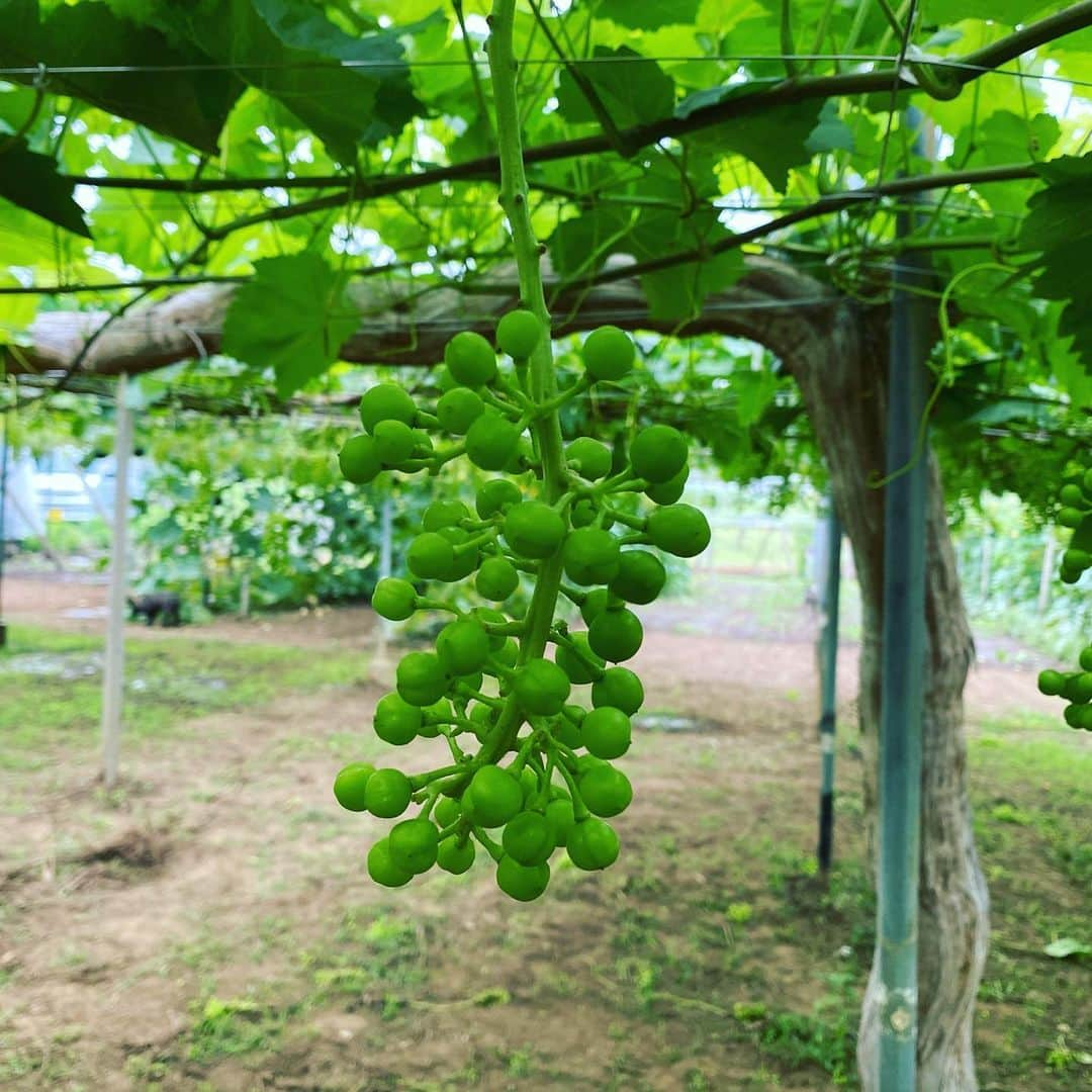 ひぐち君さんのインスタグラム写真 - (ひぐち君Instagram)「3ヶ月ぶりに葡萄畑へ🍇 瀬戸ジャイアンツの"摘粒"をやらせていただきました✂️ 摘粒とは、粒が大きくなった時に潰れて変形しないように、粒と粒の間隔をあける作業。50粒ほどにカット。 この模様は後ほどYouTube「樋口ワインチャンネル」にアップ予定です🎥 #百果苑 #山梨県　#甲州市　#勝沼町 #瀬戸ジャイアンツ 🍇 #摘粒  #葡萄 #生食ぶどう  #wineexpert  #yamanashi  #樋口ワインチャンネル  #youtube」6月23日 2時13分 - higehiguchi