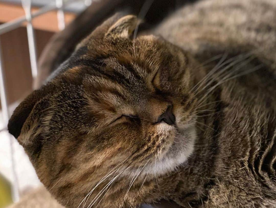 小林愛さんのインスタグラム写真 - (小林愛Instagram)「寝顔がたまらん🤣  #猫  #ねこ #cat #スコティッシュフォールド #折れ耳  #猫のいる暮らし #猫好きさんと繋がりたい  #にゃんすたぐらむ　#youtube #るーたんあいたん　#猫の寝顔」6月23日 2時26分 - love_me_ai