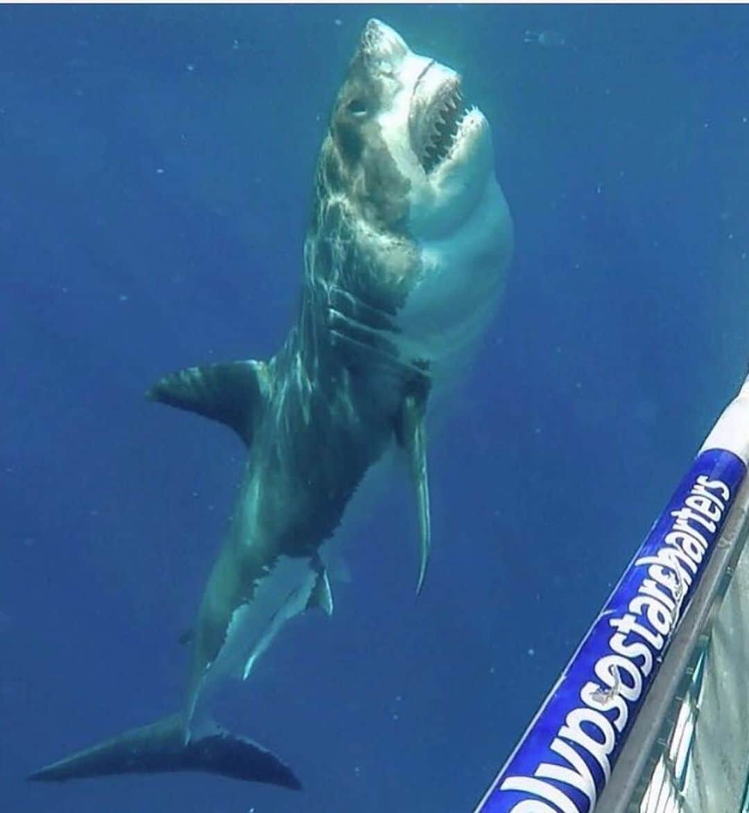 WildLifeさんのインスタグラム写真 - (WildLifeInstagram)「WIN A RETURN TRIP TO GO SHARK CAGE DIVING IN AUSTRALIA with @calypsostarcharters! flights and accommodation included, To WIN:  1.GO Follow: @discoversharkstours and also follow every account they are following (it only takes 20 seconds to follow all 24 accounts)  2. Like this post  3. Tag a friend (1 tag = 1 entry, enter as many times as you wish). 4. (Bonus) Share this post on your IG Story for an additional entry!  The winner will be chosen randomly ‪on July 25th 2020 & announced on @discoversharkstours account.  Please Note: This sweepstake is in no way sponsored, administered, or associated with Instagram, PayPal, TransferWise, or any Brands in the contest images. By entering, entrants confirm they are 18+ years of age, release Instagram of responsibility, and agree to Instagram's term of use. ( 📷 @calypsostarcharters ) #greatwhitesharks #greatwhiteshark #cagediving #tiburonblanco」6月23日 2時34分 - wildlifepage