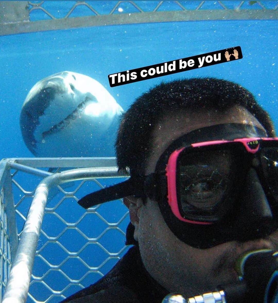 WildLifeのインスタグラム：「WIN A RETURN TRIP TO GO SHARK CAGE DIVING IN AUSTRALIA with @calypsostarcharters! flights and accommodation included, To WIN:  1.GO Follow: @discoversharkstours and also follow every account they are following (it only takes 20 seconds to follow all 24 accounts)  2. Like this post  3. Tag a friend (1 tag = 1 entry, enter as many times as you wish). 4. (Bonus) Share this post on your IG Story for an additional entry!  The winner will be chosen randomly ‪on July 25th 2020 & announced on @discoversharkstours account.  Please Note: This sweepstake is in no way sponsored, administered, or associated with Instagram, PayPal, TransferWise, or any Brands in the contest images. By entering, entrants confirm they are 18+ years of age, release Instagram of responsibility, and agree to Instagram's term of use. ( 📷 @calypsostarcharters ) #greatwhitesharks #greatwhiteshark #cagediving #tiburonblanco」