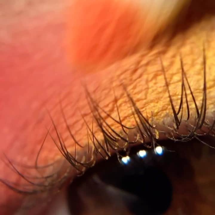 Smashboxのインスタグラム：「Because this year, your #pride2020 eye look might need to pop on Zoom. 🌈 ​  Products Featured: Super Fan Mascara + Bold Cover Shot Palette  Model: @eileenamirian」
