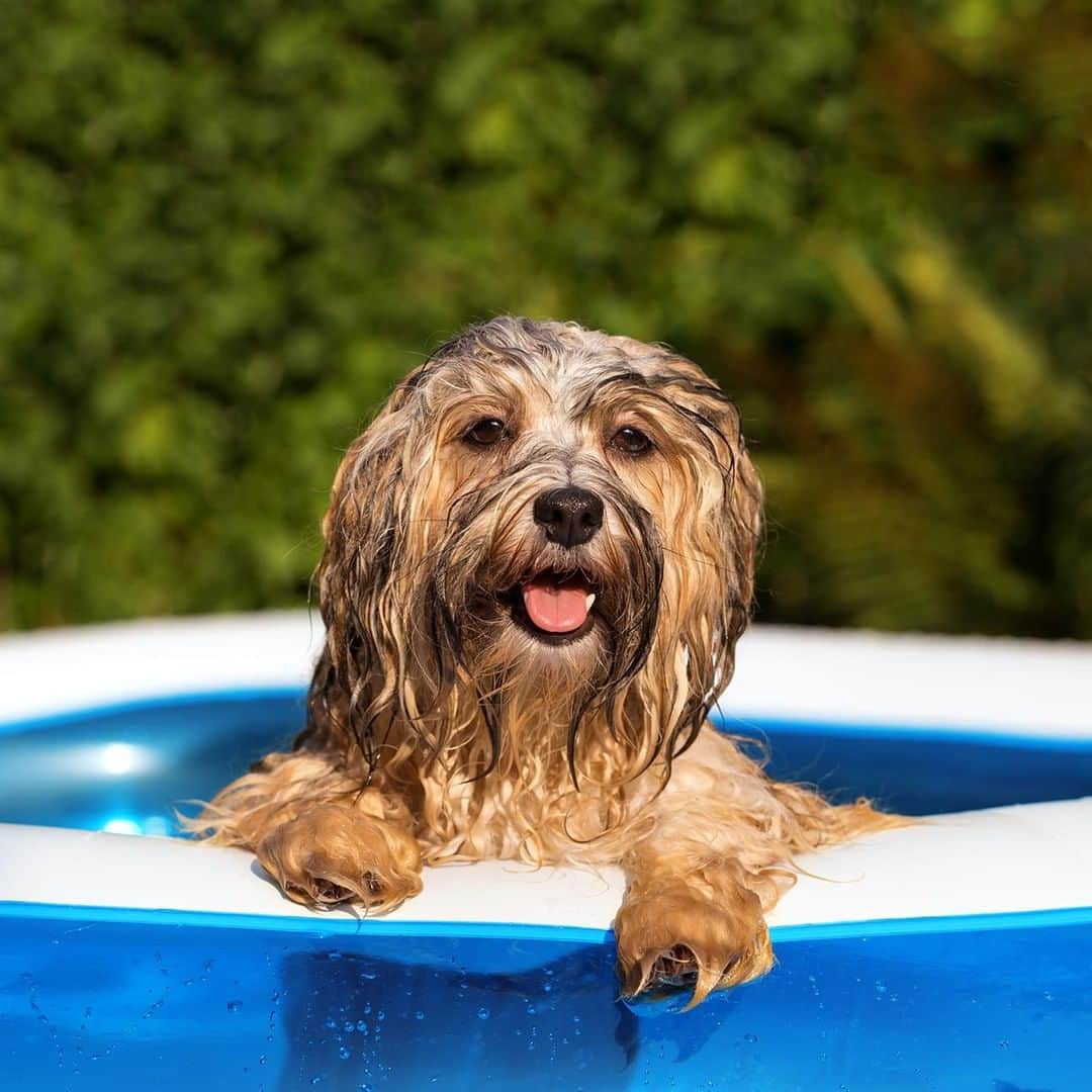 Wal-Mart Stores, Incのインスタグラム：「Getting your dog into the bathtub? Nearly impossible. Getting them into an inflatable pool in the backyard for a refreshing swim? *Tail wagging intensifies* #WalmartPets」