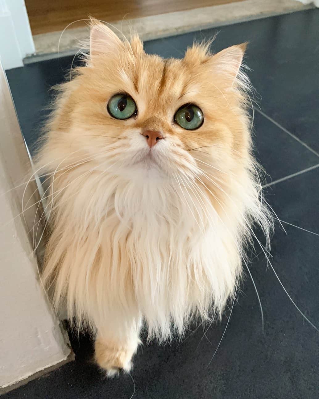 Smoothieのインスタグラム：「How could you resist this face?」