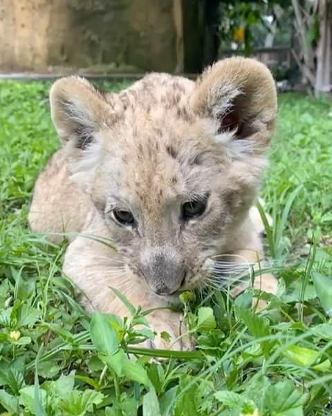 Zoological Wildlife Foundationのインスタグラム