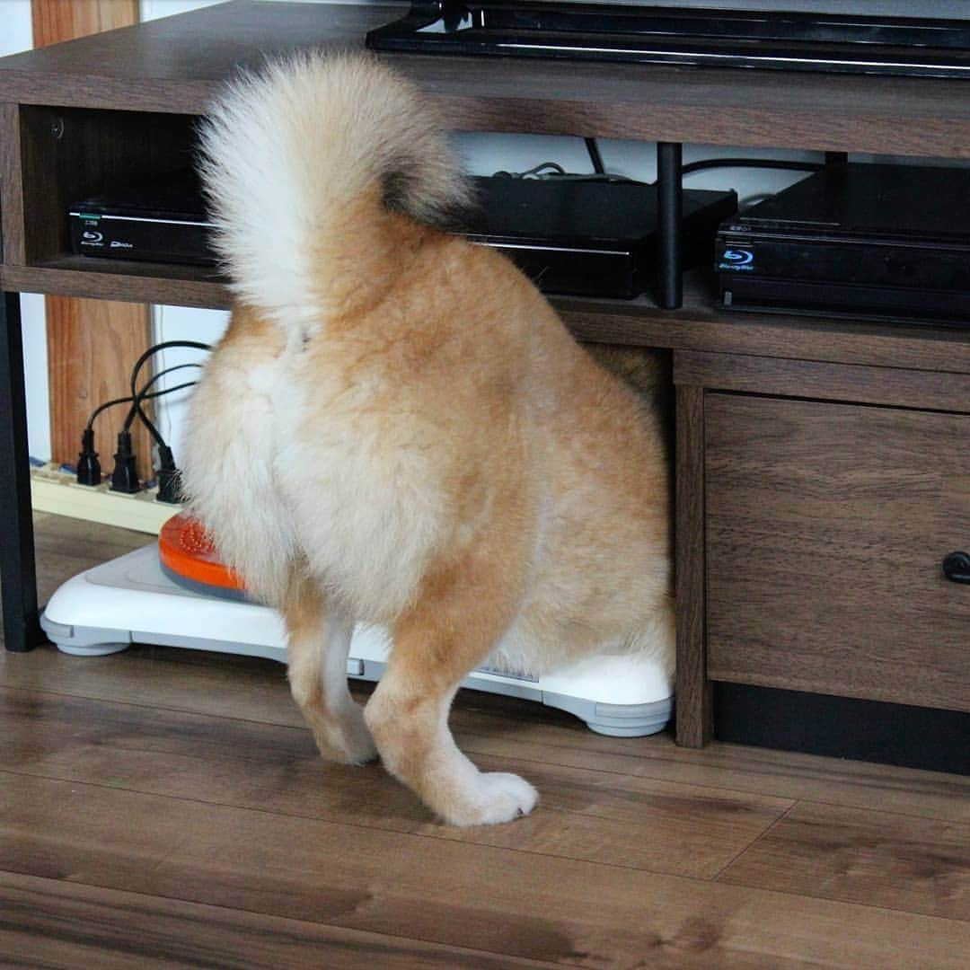 柴犬たま Shibainu Tamaさんのインスタグラム写真 - (柴犬たま Shibainu TamaInstagram)「テレビの配線がグチャグチャなのを見かねて整理してくれてます(笑)﻿ ﻿﻿﻿﻿ Caption trans🇬🇧﻿﻿﻿﻿ Tama sees that I haven't cleaned up the wiring for the TV and is organizing it for me(lol)﻿ ﻿﻿﻿﻿ #柴犬たま #たママ #たまーば #プリケツ #ふわもこ #柴尻 #しっぽモフモフ﻿ #柴犬 #shiba #shibainu #shibastagram #犬 #dog」6月23日 12時34分 - tama7653