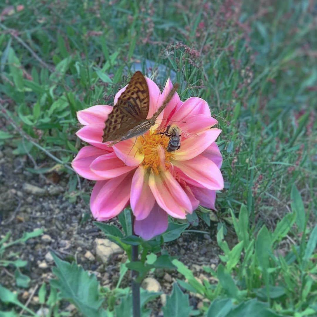たむらぱんさんのインスタグラム写真 - (たむらぱんInstagram)「うばい合えば足りないけどわけ合えばあまると、あいだみつをさんもおっしゃっている。🦋🌷🐝 #ポートレートモードが難しくて #sharing#butterfly #bee」6月23日 13時04分 - _tamurapan_