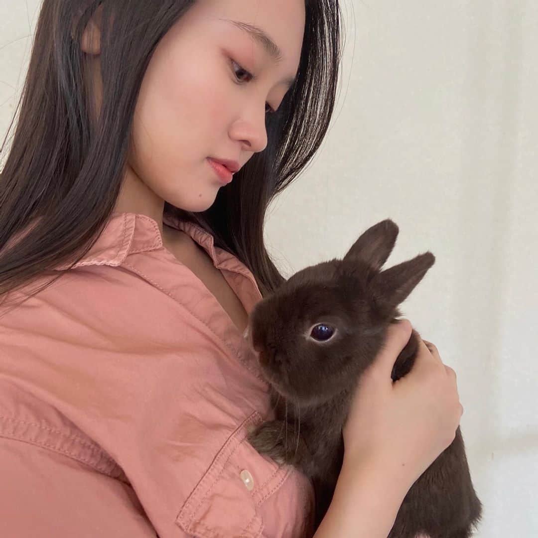 のインスタグラム：「知り合いのところから我が家にきた新しい家族です🐰  ネーザーランドドワーフの名前はパーシーです！ スカーレット・ピンパーネルの登場人物パーシー・ブレイクニーからいただきました！」