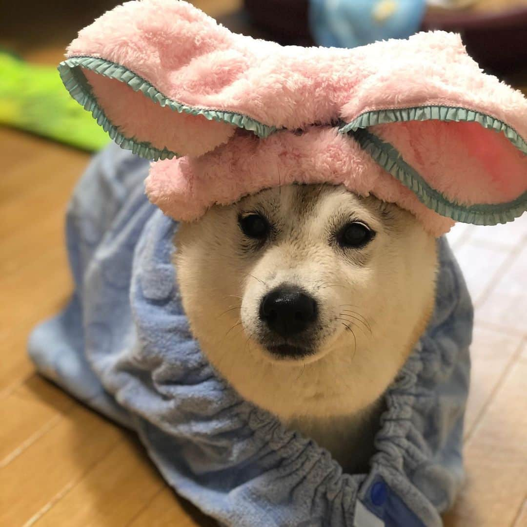 こなつさんのインスタグラム写真 - (こなつInstagram)「シャンプー後の、こなうさぎ🐰」6月23日 13時16分 - makonatu