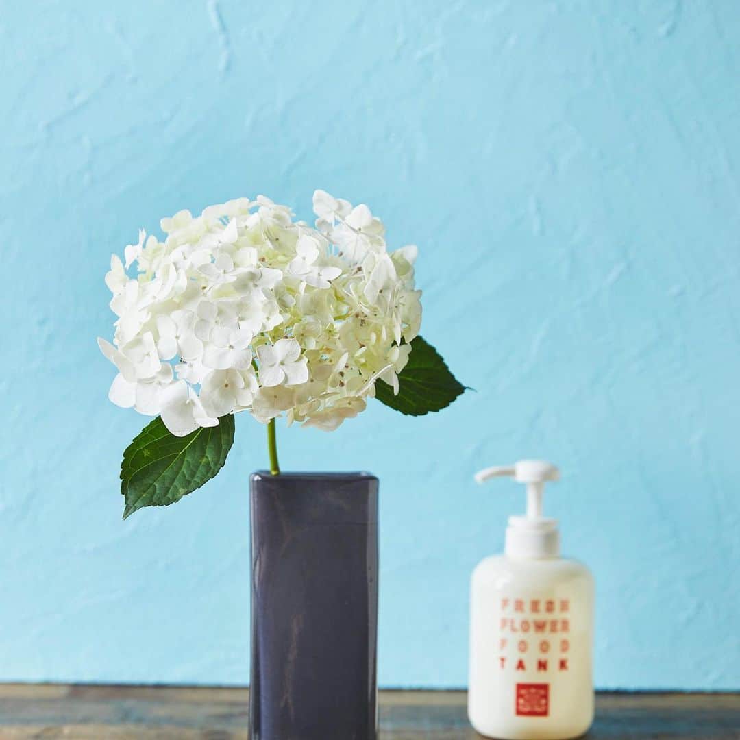 青山フラワーマーケットさんのインスタグラム写真 - (青山フラワーマーケットInstagram)「アジサイのお手入れ▶️▶️ . 「水の容器」を意味するハイドランジアという学名を持つアジサイは、水が大好き。たっぷりの水でいけるのが一番のポイントです。 . ①茎の長さを決めます。花瓶の長さの1.2倍を目安にするとまとまりが良くなります。 . ②③吸水面積をなるべく大きくするために茎は斜めにカットしましょう。 . ④花瓶には常にたっぷりの水をキープするようにしましょう。 . 水に浸かる部分の葉は取りましょう。葉から水が蒸発していくので全部取ってしまってもOKです。梅雨の景色を映したようなニュアンスカラーが風情たっぷりなアジサイ、ぜひ自宅で長く愛でてくださいね！ . #アジサイ #hydrangea #ケア方法 #花のある生活 #青山フラワーマーケット #aoyamaflowermarket #enjoyhomewithflowers」6月23日 13時31分 - aoyamaflowermarket