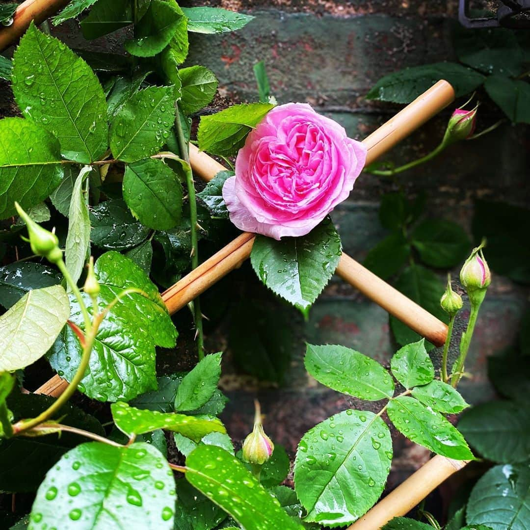 キャロル・ラドジウィルのインスタグラム：「I spent the quarantine creating a garden in what was once an alleyway behind my building. Residents needed a place outside to social distance and I needed something to do during the early days of the pandemic. Stress gardening was the answer. It’s a work in progress. Accepting any tips from gardeners out there. 🌺🌷🌸🌼🌹 #gardening #urbangarden #greenthumb #secretgarden」