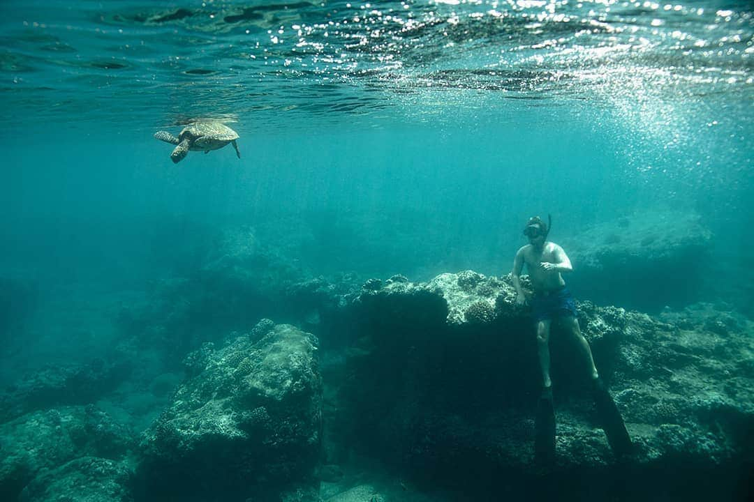 And Youさんのインスタグラム写真 - (And YouInstagram)「We come to the ocean to be silent observers 🧐. ​. ​. ​. ​. ​. ​#leavenotrace #ocean #freediverlife #seaturtle #snorkel #divehawaii #underwaterworld #underwaterphotography #sea」6月23日 5時24分 - dolphinsandyou