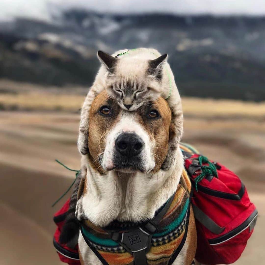 BarkBoxさんのインスタグラム写真 - (BarkBoxInstagram)「True story: In 6th grade I was assigned to write a persuasive essay and I wrote, "Dogs are Better Than Cats: Here's Why." As a grown adult, Baloo is one of the few cats on Earth to make me doubt my thesis.⁠ .⁠ @henrythecoloradodog is one of the greatest accounts on the internet and I will be taking no further questions.⁠ .⁠ But seriously, this cat can pee in the toilet so he wins??? (Ya gotta check out this account if you haven't already. 😂)」6月23日 6時29分 - barkbox