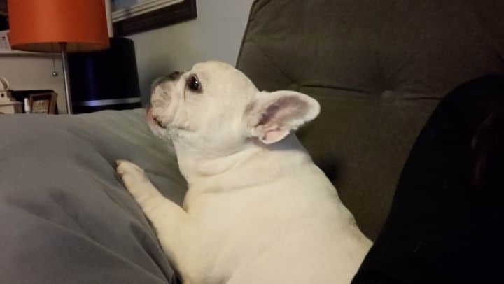 Manny The Frenchieのインスタグラム：「When you're trying to be dramatic but someone steals your thunder...🙄」