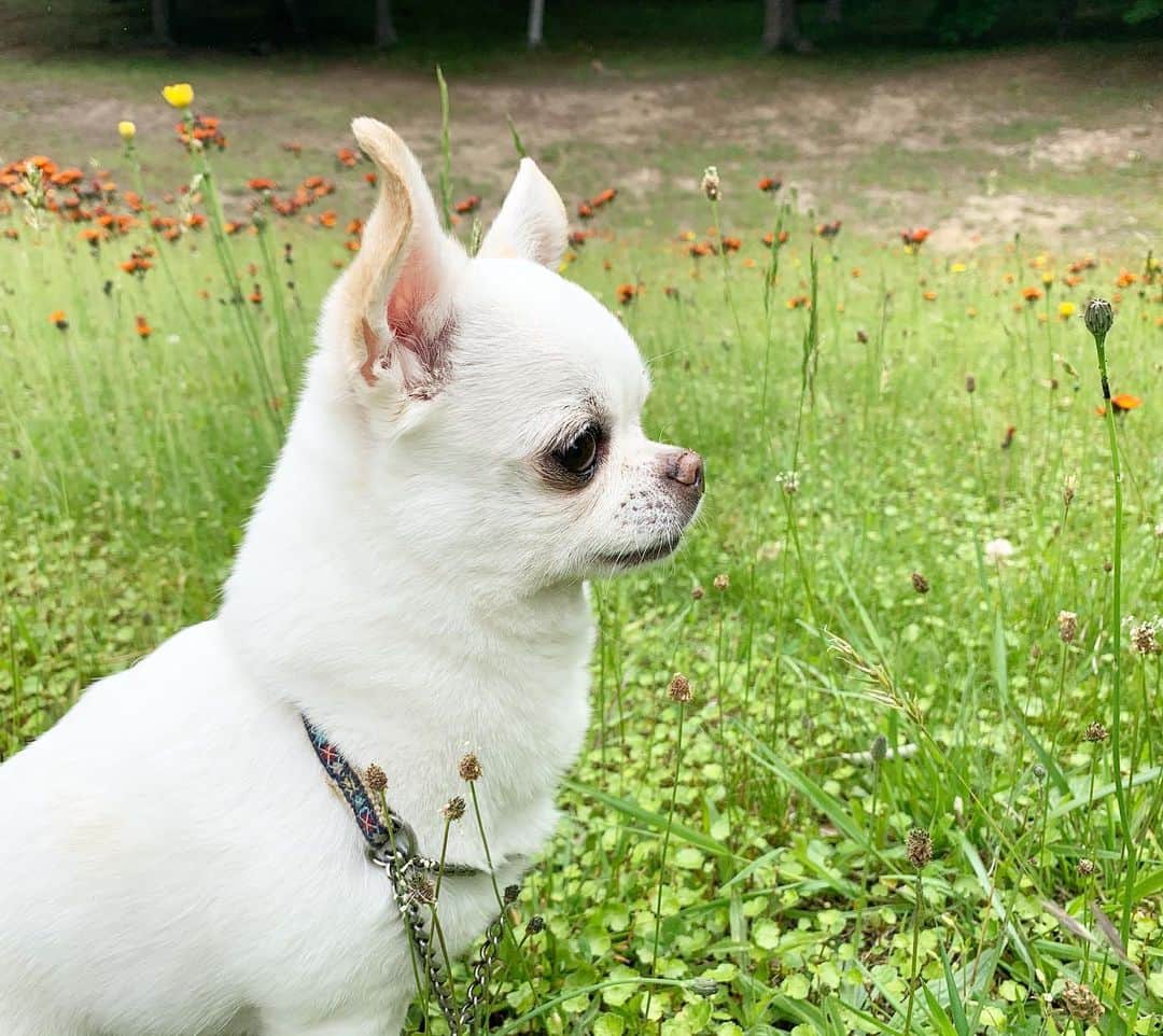 KORIKIのインスタグラム：「おはようございます♪ * #dogofsapporo #dog, #dogs, #dogstagram,#chihuahua,#犬バカ部,#チワワ,#koriki, #hanadog #白スムチ連合会, #スムチー,  #dogofthedayjp, #dogoftheday  #ilovemydog #instadog #instapet #WhiteChihuahua  #吉娃娃 #치와와  #dogsofinstagram #Chihuahualover  #ชิวาวา #チワワの輪 #barkbox #WhiteChihuahuaParty #もふもふモフモフ」