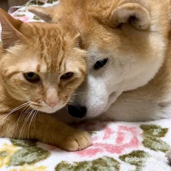 のインスタグラム：「おはよう☀️ *  朝だよ〰️🐕🐈✨ *  岳地方は梅雨空だけど、気分は快晴➰🌞 *  今日も一日よろしくね~😘 🐾----*----*----*----🐾 Good morning☀️ Gaku and Torajiro hope that your day will be a wonderful one🐕🐈✨ 🐾----*----*----*----🐾 #柴犬 #岳 #柴犬岳 #柴犬ガク#gaku #shibainugaku #shiba #shibainu #shibastagram #いぬすたぐらむ #dogsofinstagram #寅次朗 #茶トラ #まるどら #gingercat  #にゃんすたぐらむ #岳と寅次朗 #catoftheday  #pecoいぬ部 #pecoねこ部 #pecotv #ワンフルエンサー #ニャンフルエンサー  #Hermoso #weeklyfluff #🐕📷 #dailyfluff #慰霊の日 #コロナに負けるな #20200623」