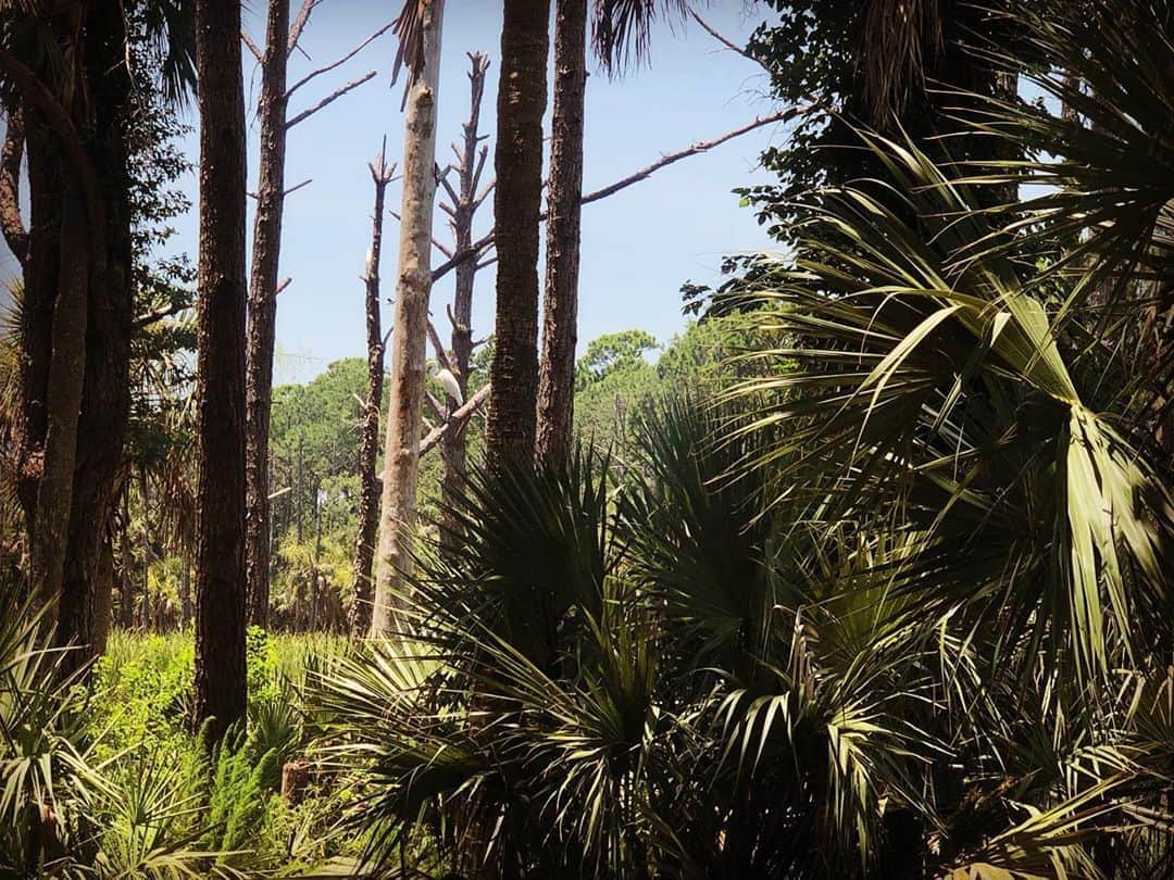 ミシェル・ブランチのインスタグラム：「The girl from the high desert has fallen head over heels for the low country. I’m never going home. (I wish I could paint, I’d make this a mural in my house) 🌙🌴 p.s. We drove here. Still distancing. Wear masks people ✌🏻#blacklivesmatter」