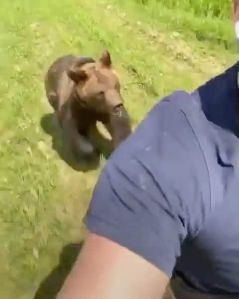 WildLifeのインスタグラム：「Caption this / video by @sergeyosan」