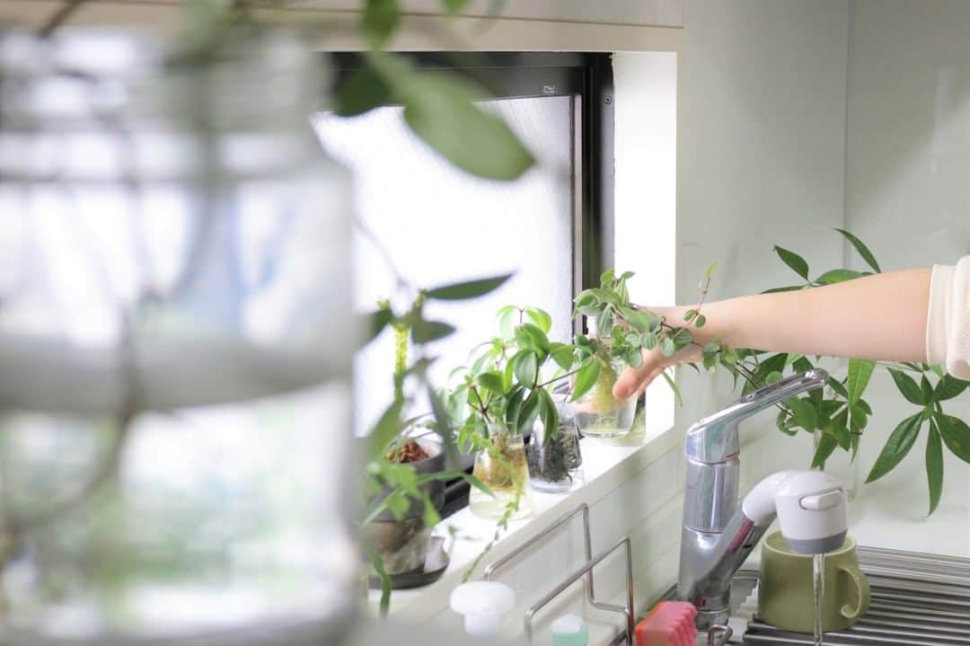 LOVEGREEN -植物と暮らしを豊かに。さんのインスタグラム写真 - (LOVEGREEN -植物と暮らしを豊かに。Instagram)「［キッチンは緑豊かに］ . キッチンを緑溢れた素敵な空間にしてみませんか？ . 植木鉢や土をキッチンへ置くのに抵抗がある方は、水耕栽培がおすすめ。 特にアイビーやポトスなどはキッチンの窓辺によく映え、ぴったり♪ . 水耕栽培は、きちんとお水を取り替えてあげることがポイント。 元気な状態を長く保てます。 . お料理など家事のついでにぱぱっと水を取り替えれば それほど手間はかかりません。 . LOVEGREENでは水耕栽培の方法やポイントを詳しくご紹介しています。 プロフィール( @lovegreen_official )のURLよりご覧いただけます🌿 . 緑溢れた空間で楽しくお料理😄 植物で暮らしをより豊かにしてみませんか？ . . #ポトス #アイビー #観葉植物 #観葉植物のある暮らし #グリーンのある暮らし #インドアグリーン #緑のある生活 #観葉植物初心者 #一輪挿し #シンプルな暮らし #シンプルライフ #暮らしを楽しむ #日々の暮らし #シンプルデザイン #賃貸暮らし #観葉植物インテリア #賃貸インテリア #キッチン #キッチン周り #インテリアグリーン #植物 #植物のある暮らし #植物のある生活 #植物と暮らす #ラブグリーン #朝活 #水耕栽培 #水栽培」6月23日 8時00分 - lovegreen_official