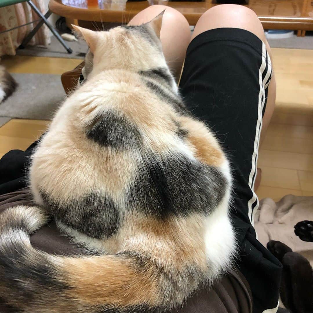 ホタテ＆クラム＆シラスのインスタグラム：「食後の苦行 #cat #neko #ScottishFold #猫 #ねこ #スコティッシュフォールド #catstagram #instagram #instagramjapan #ig_japan #igersjp」