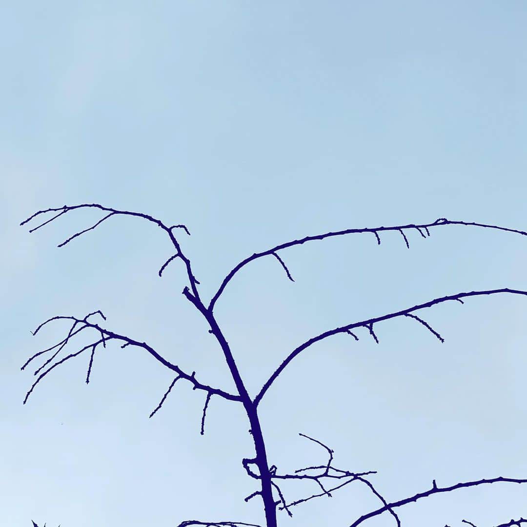 のインスタグラム：「#branch #no #leaves #lookup #sky #pattern #art #hope」
