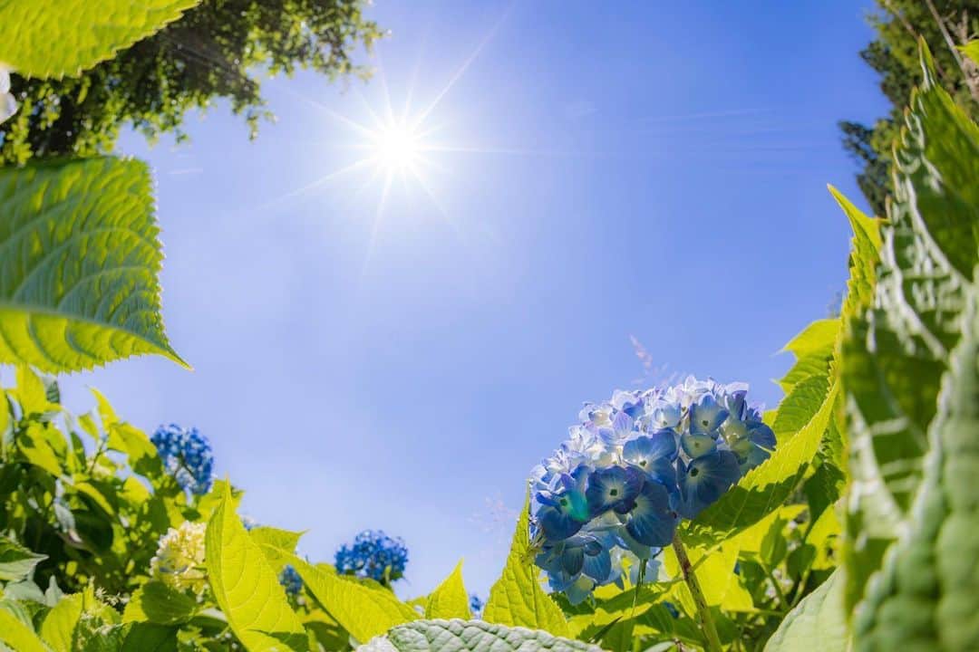 のインスタグラム：「余呉湖の紫陽花が見頃ですよ☺️ 写真は快晴！の紫陽花ですが、雨の日の紫陽花もしっとりとして素敵ですね😆 ・ location 余呉湖 ・ #長浜ちょぴっく #みんなのちょぴっく #滋賀写真部 #しがトコ #花まっぷ #紫陽花 #アジサイ #梅雨 #tokyocameraclub #雨の日 #空 #sky #flower #余呉湖 #余呉湖あじさい園 #60sistercityaan #長浜市 #nagahama #japan #japan_of_insta #goandcapturethelight」