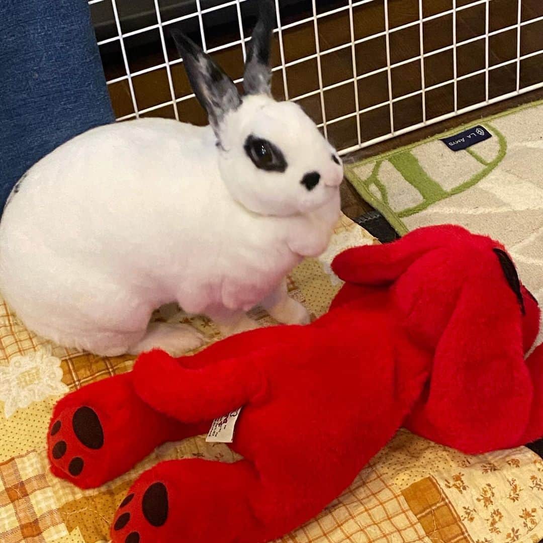 水木一郎さんのインスタグラム写真 - (水木一郎Instagram)「久々登場ハッピーちゃん。お陰様で元気です。 #うさぎ #rabbit  #ハッピーちゃん  #お転婆娘  #😍 #水木一郎」6月23日 9時09分 - ichiromizuki