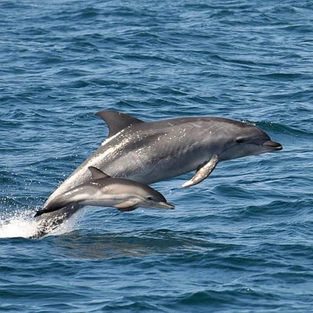 アメリカ内務省さんのインスタグラム写真 - (アメリカ内務省Instagram)「Jump for joy! Cumberland Island National Seashore has increased recreational access, including the public ferry. On #Georgia's largest barrier island, pristine maritime forests, undeveloped beaches and wide marshes whisper the stories of both people and nature. Native Americans, missionaries, enslaved African Americans and wealthy industrialists are all part of the island's complex history. Wild horses and armadillos roam the land and wonderful marine life are easy to spot. Seeing the pods of #dolphins swimming and leaping never gets old. Photo by National Park Service. #CumberlandIsland #usinterior」6月23日 9時10分 - usinterior