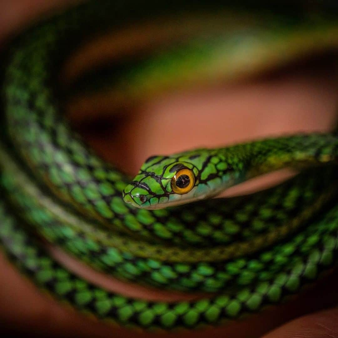 ナショナルジオグラフィックさんのインスタグラム写真 - (ナショナルジオグラフィックInstagram)「Photo by Trevor Frost @tbfrost | A black-skinned parrot snake was one of the first snakes I photographed when I began working in the Amazon, in 2018—two years later, they remain one of the most beautiful snakes I've ever seen. Photographed @hojanueva. To see more, I'm @tbfrost.」6月23日 9時36分 - natgeo