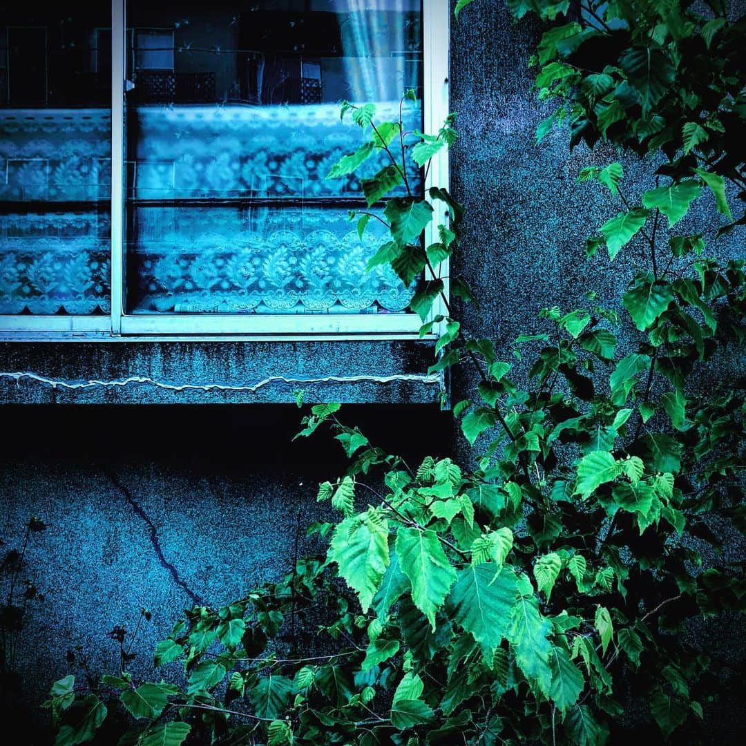 江田由紀浩のインスタグラム：「窓と草の写真多いよね、俺。 好きなんだなきっと。笑 #札幌市西区 #八軒 #散歩 #窓 #草」