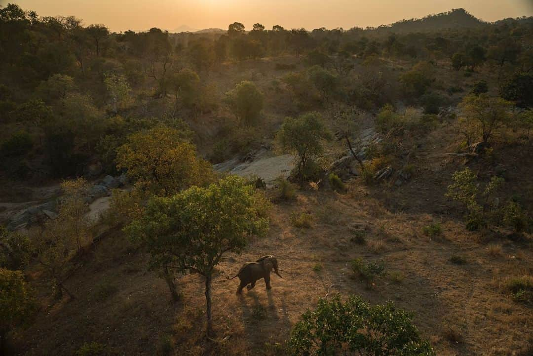 thephotosocietyさんのインスタグラム写真 - (thephotosocietyInstagram)「Photo by Pete McBride @pedromcbride | An elephant quietly glides through the Majete Wildlife Reserve in Malawi. Not long ago, @africanparksnetwork relocated 500 elephants from here when their numbers flourished in the park two decades after almost vanishing. While the park proved to be a successful habitat for elephants, they needed human assistance to move because wildlife corridors connecting other parks and wild areas became compromised by development or, in some cases, disappeared entirely. For more wildlife, follow @pedromcbride. #Malawi #elephant #wildlife #500elephants #conservation #nature」6月23日 9時53分 - thephotosociety