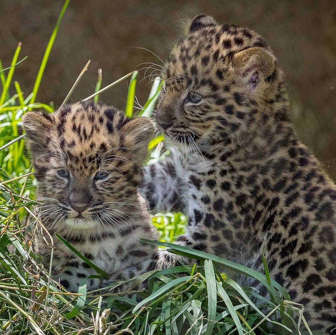 San Diego Zooさんのインスタグラム写真 - (San Diego ZooInstagram)「Spotted at the Zoo! A dynamic duo of Amur leopard cubs are pouncing around Africa Rocks. With fewer than 100 individuals remaining in their historic range, the birth of Satka’s cubs provides hope for the species. Click the link in bio for more info. #Leopards #EndangeredSpecies #SpottedAtTheZoo #SanDiegoZoo #BigCatsOfInstagram」6月23日 10時00分 - sandiegozoo