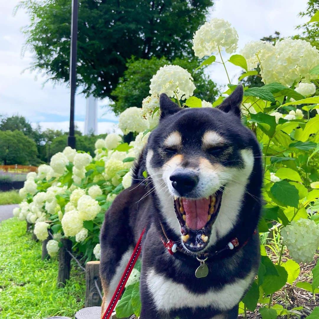 vo_coのインスタグラム：「🐾 久しぶりに大きい公園に来たけど、紫陽花の花はほぼ終わりかけで、アナベルだけ元気でしたー * たぶん去年も書いたけど #アナベルと言えばガトー 何度も言うけど #0083スターダストメモリーって駄作だよね #shibastagram #instashiba #shiba #shibainu #黒柴 #柴犬」