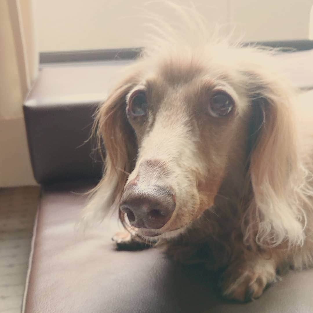 くるみんのインスタグラム：「* こむぎさんの頭の毛😆  DIYネタは②③枚目 ホームセンターで土台の板を買い、幅に合わせてカットしてもらいました。 レールの部品を付けて引き出しが完成！  #ミニチュアダックスフンド #ミニチュアダックスフント #ミニチュアダックス #イザベラタン #イザベラ #ダックスlove #ダックス多頭飼い #ダックスフント #ダックスフンド #ダックス部 #ダックス大好き #ダックス #いぬばか部 #いぬすたぐらむ #短足部 #diy #スライドレール #dachshundgram #dachshund #dachs #dogstagram #all_dog_japan #east_dog_japan #instagramdog #instadachs #instadog #inustagram #kyounodachs #todayswanko #7pets_1day」