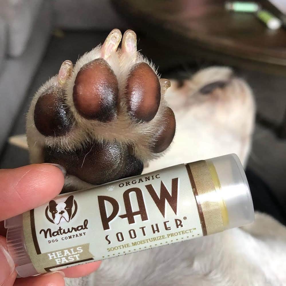 Regeneratti&Oliveira Kennelさんのインスタグラム写真 - (Regeneratti&Oliveira KennelInstagram)「Paw pads are naturally thick, but they should not be overly dry. Dry & chapped skin is more prone to injury from splitting and cracking. Healthy, moisturized paws are flexible and actually allow for dogs to get a better grip. All-natural #PawSoother is a deeply moisturizing balm to mend chapped paws and make them healthy again. You can see a difference after just one use! . ⭐ Save 20% off @naturaldogcompany with code JMARCOZ at NaturalDog.com | worldwide shipping | ad 📷: @flabbymabby. . . . . . . . #frenchiepetsupply #frenchiesofinsta #pugsofinsta #frenchbulldog #frenchiesofinstagram #pug #frenchies #reversibleharness #frenchiehoodie #thedodo #frenchieharness #dogclothes #dogharness #frenchiegram #dogsbeingbasic #frenchieoftheday #instafrenchie #bulldogs #dogstagram #frenchievideo #cutepetclub #bestwoof #frenchies1 #ruffpost #bostonterrier #bostonsofig #animalonearth #dog」6月23日 10時15分 - jmarcoz