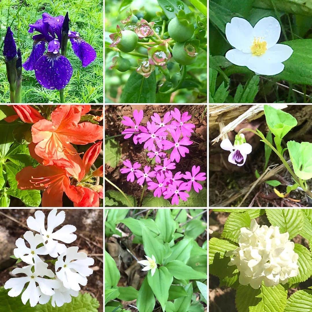 岡まゆみのインスタグラム：「庭の花々…名前わかるものもわからないものも。#花々#庭#岡まゆみ」