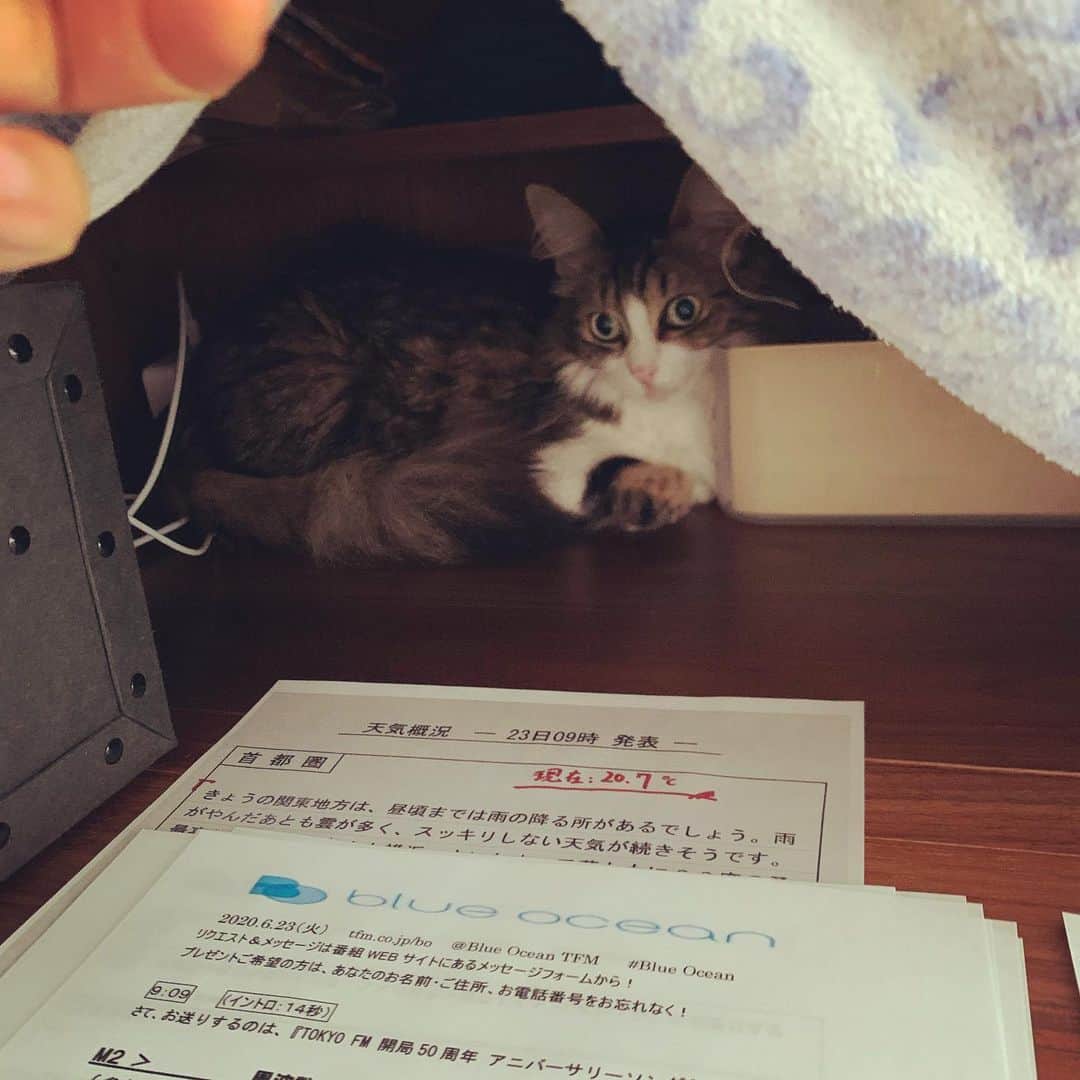 住吉美紀さんのインスタグラム写真 - (住吉美紀Instagram)「‪クイズ。きょうのディレクニャーはどこにいるでしょうか？‬ ‪ #BlueOcean #tokyofm #リモートワーク ‬  正解は、音の反響を減らすために張ったバスタオルの中笑」6月23日 10時23分 - miki_sumiyoshi