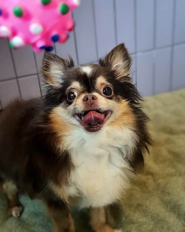 ミン・ヨンウォンのインスタグラム：「호텔에 있는 히어로~~내사랑😍 #플래닛오브독스 🐶 . 강아지 유치원도 포기했던 사람?같은 아기인데.. 요기는 상담후 히어로 취향에 맞춰서 놀아주고 먹여주고 😘😘 . 보내주는 사진마다 #인생샷 . 히어로 호텔있어서 걱정했는데 요기 진짜 맘편하게 해주고 너무 좋아요 ㅎㅎㅎ . 식사도 강아지랑 함께 할 수 있고, 식사 진~~짜 맛있어요.(쿠춀로 볼피노 팀) . 진짜 너~~~무 좋아서 사진 올려봅니다. #좋아좋아좋아 . . . #히어로 내아기♡  #애견호텔 #멍스타그램  #육아일기 #신혼일기 #육아맘 #육아소통 #일상 #소통 #맞팔 #데일리 #황금돼지띠아들 #오오티디  #베이비스타그램 #dogstagram #baby #babyboy #love #doghotel」