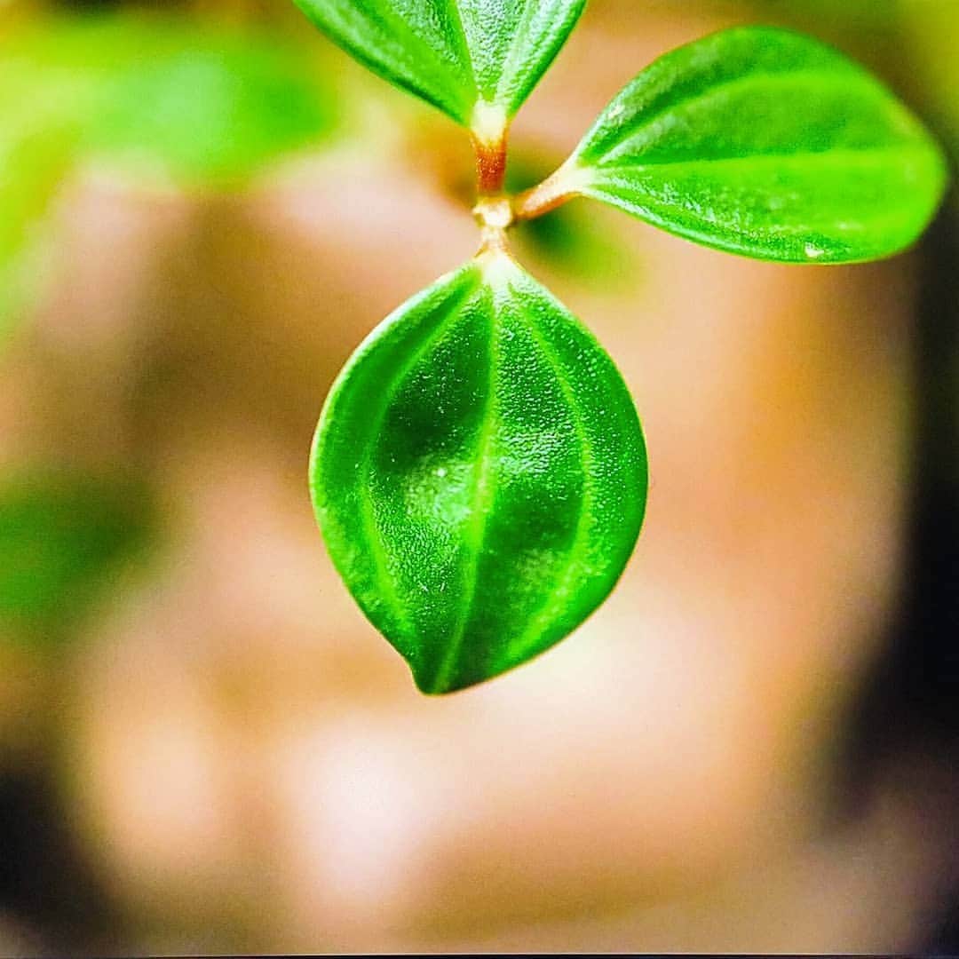 大井健のインスタグラム：「Lifesnap 1 頂き物の観葉植物。元気に育っています。  #観葉植物 #houseplants  #indoorplants」
