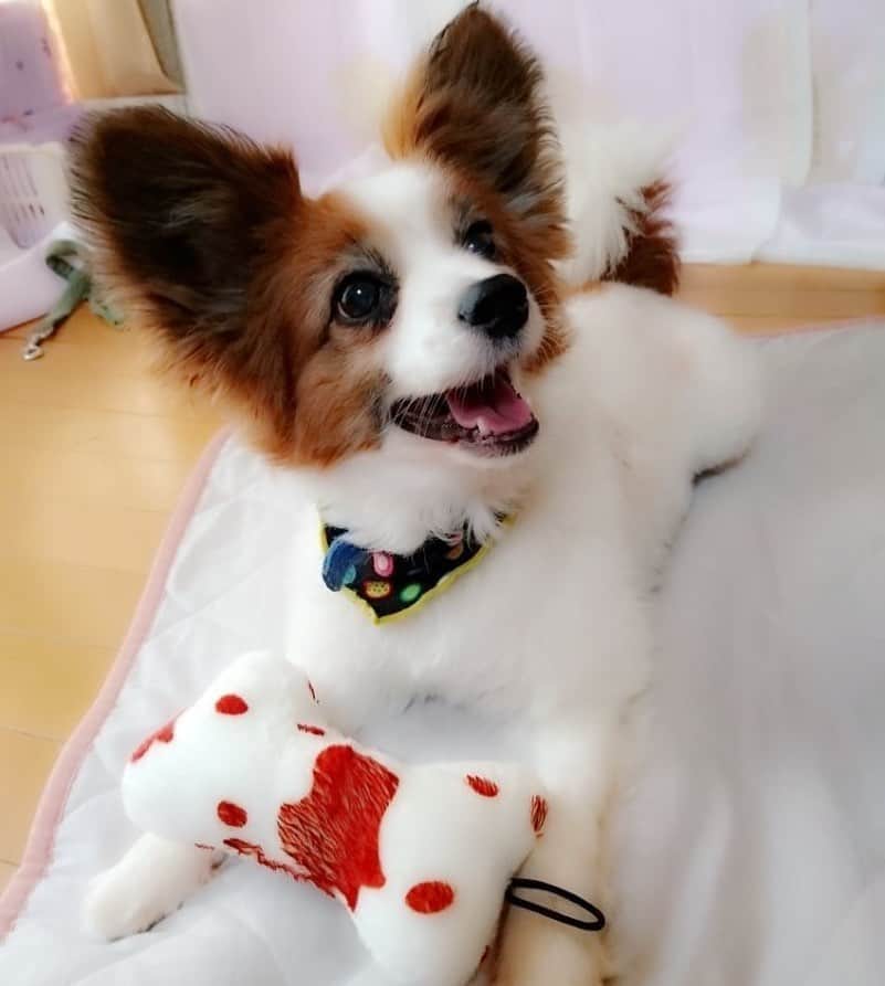 R!Nのインスタグラム：「. 2020.6.23 10:07 実家の愛犬、レイくんが 15歳4ヶ月の生涯を終えました。  悪性の腫瘍の病気にかかってからも 看病に明け暮れる母を気遣うように 「1人でできるよ」と言わんばかりに フラフラしながらも立ち上がり続けたレイくん  食いしん坊で暴れん坊だった頃に比べて かなり痩せてしまったけど 幸せそうな最後の顔を見て、 我が家に迎えられてよかったと思いました  沢山の幸せをありがとう 虹の橋の向こうで沢山走り回ってね  run free, baby Lei Rest in peace」