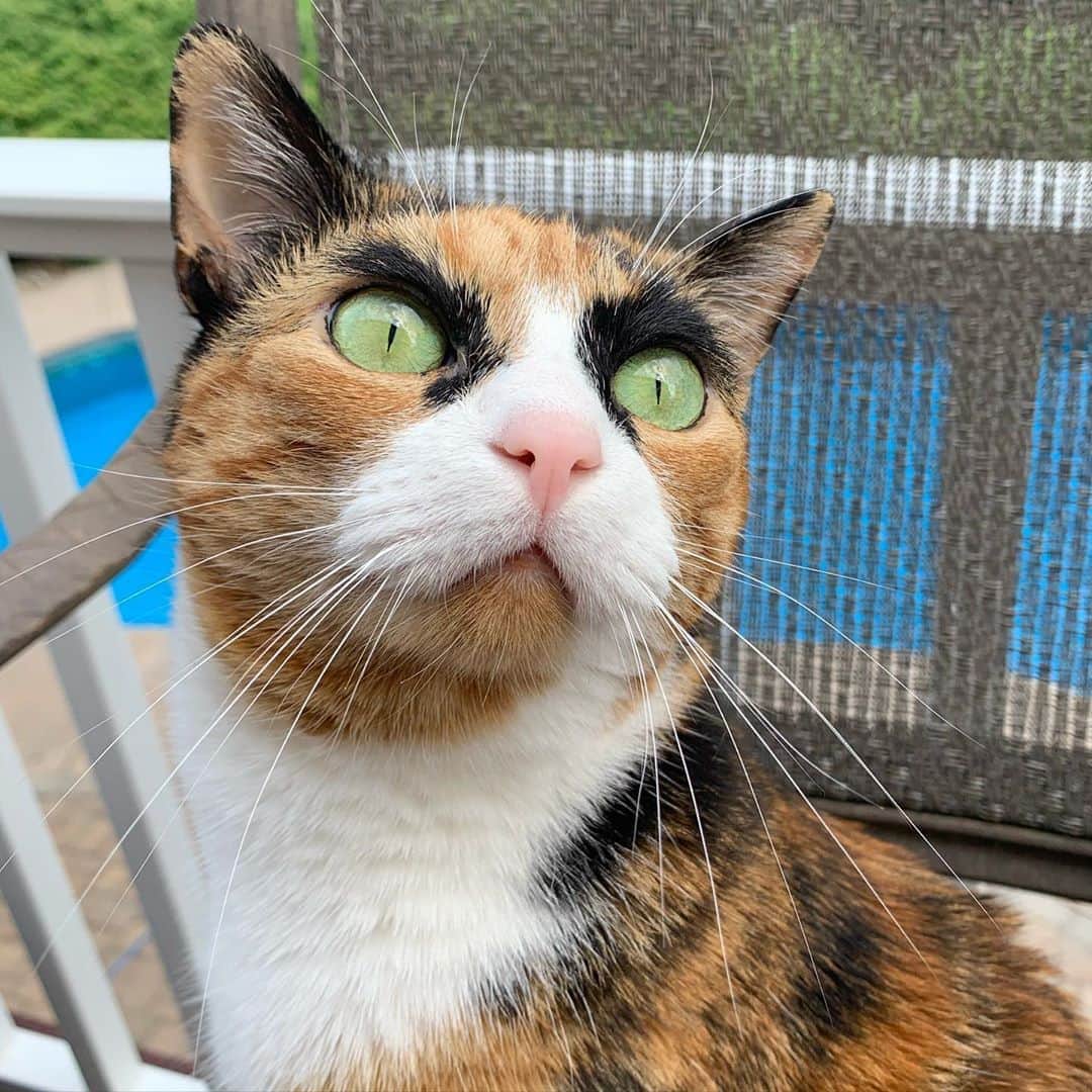 リリーのインスタグラム：「👀 . . . . #lillycrazyeyes #quarantine #catsofinstagram #9gag #calico #instacat #meowstagram #meow #meowdel #instacalico #calico  #mondaymood  #monday #outside」