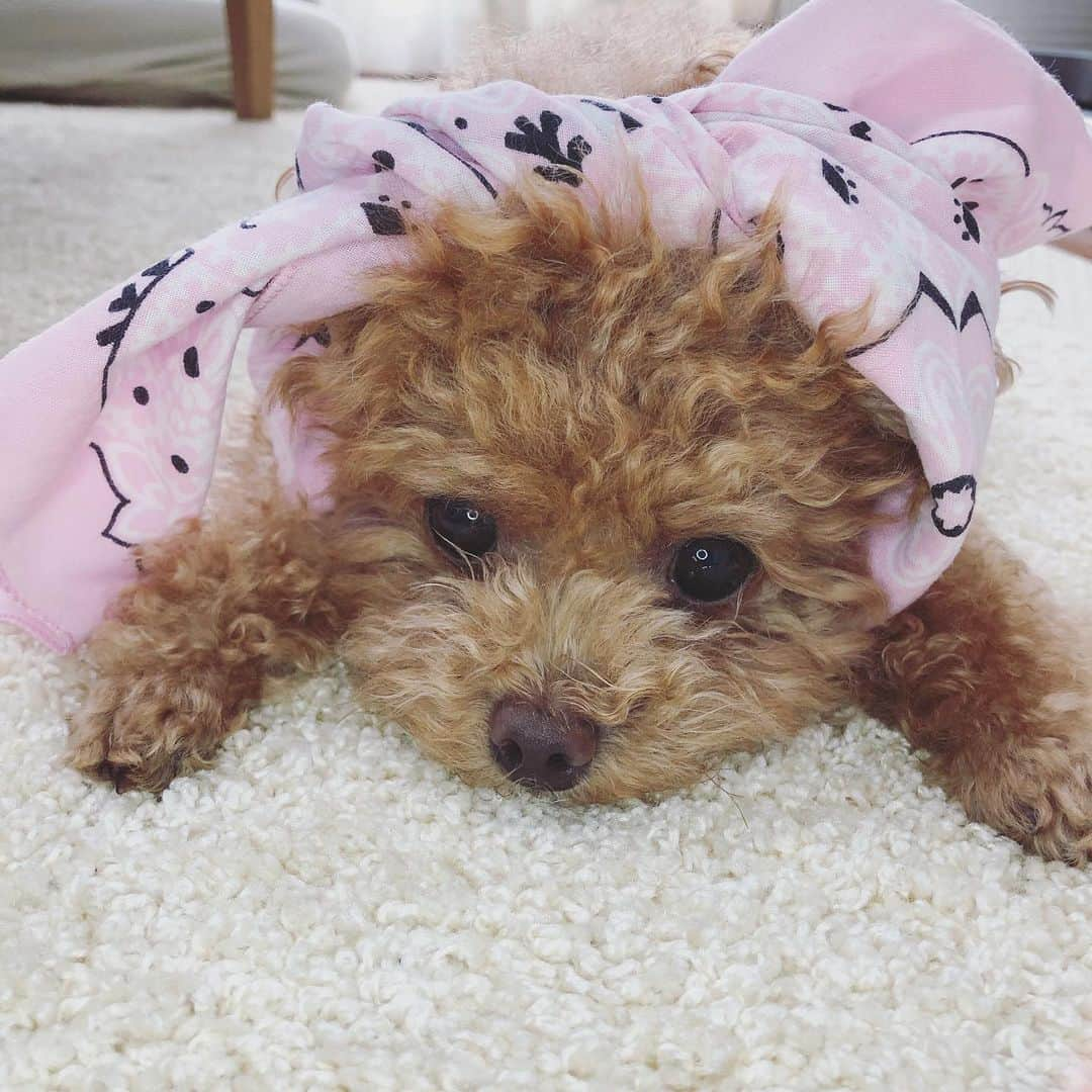 ふわさんのインスタグラム写真 - (ふわInstagram)「#toypoodle#toypoodlegram#dogsofinstagram#doglife#doglover#instadog#dog#fuwamama#ふわもこのふわ#ふわ#トイプードル#といぷーどる#ふわもこ部#犬バカ部#親バカ部#犬のいる暮らし#お手伝いさん」6月23日 11時16分 - huwayama