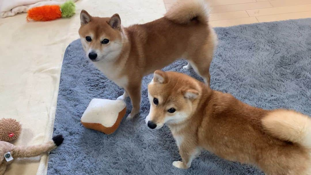 豆柴 サニーちゃんさんのインスタグラム写真 - (豆柴 サニーちゃんInstagram)「. . Good morning〜おはよ〜🌻 . 朝から食パン🍞の取り合い 🐻vs🐶 . ガルゥ言ってるのは いつもサニーちゃん😆 🐻取れるもんなら取ってみな〜あはは〜 . 必殺サニーパンチ 一撃で振り落とした🍞🌀 . でも、2人で引っ張り合いっこが楽しいだけだから ラムちゃんから食パン離れちゃったら サニちゃんも口から離しちゃった😆 . まさか、パンチ一撃で ラムちゃんから取れると思ってなかったみたい… ラムちゃん食パンスレスレのとこ咥えていたからね〜 . 一緒に遊ぶのが楽しい さにらむちゃんでした〜🍞 . . #サニーパンチ #さにらむ劇場 #朝はパンッパンパパン #取り合いっこ #引っ張り合いっこ #ガルゥゥゥ #楽しい声だよ #おもちゃ散乱してます . #柴犬#豆柴 #赤柴#豆柴子犬 #まめしば#いぬのきもち#ふわもこ部 #サンデイ#サンデイいぬ組#anicas#shiba_snap #shibainu#shiba#mameshiba#shibastagram #mameshibapuppy#shibapuppy #豆柴サニーちゃん#豆柴ラムちゃん#さにらむたん #さにらむ2020」6月23日 11時27分 - sunny_rei_32