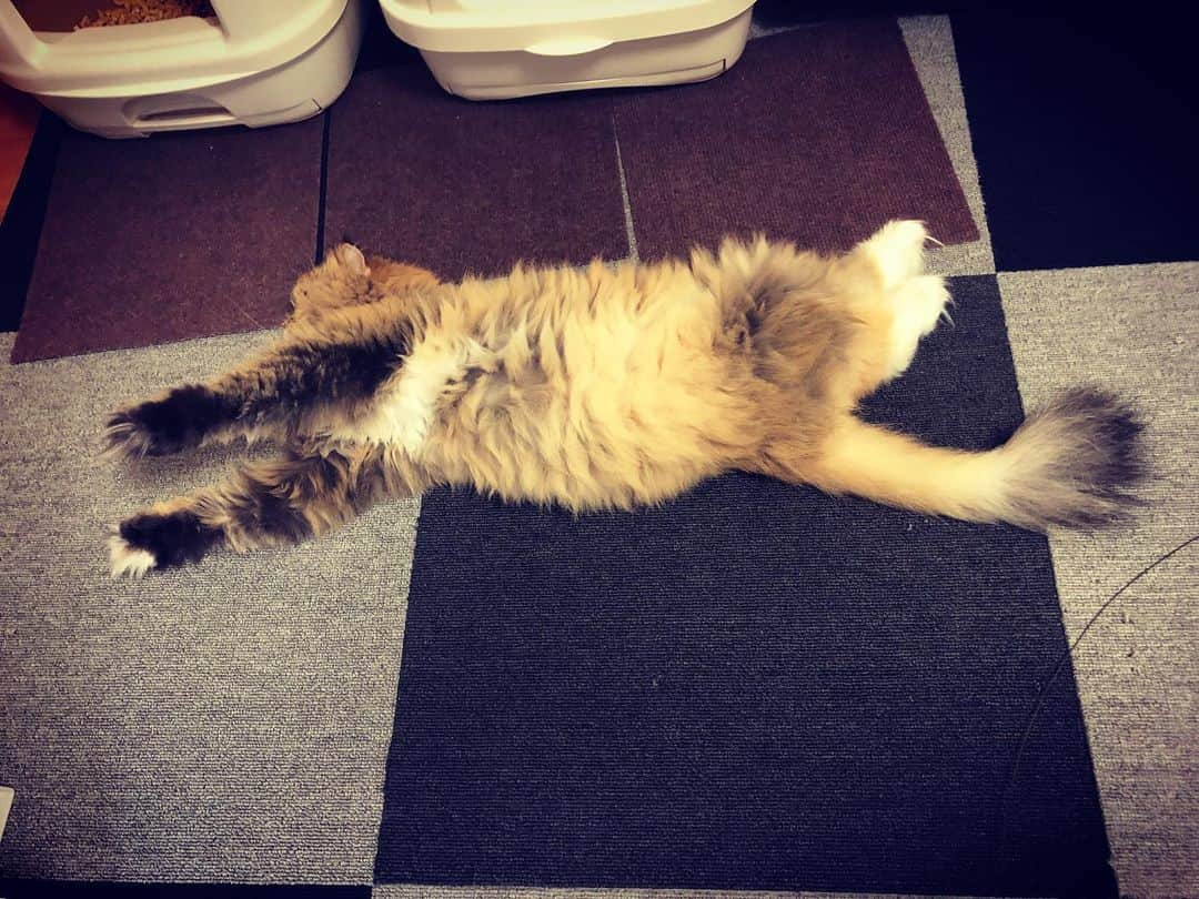 KEIさんのインスタグラム写真 - (KEIInstagram)「空飛ぶ猫(ฅΦωΦ)ฅ  の夢を見ているりんちゃん。  #猫の凛 #りんちゃん」6月23日 12時05分 - kei_gt_inst